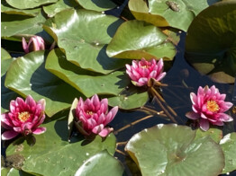 Nymphaea  Attraction 