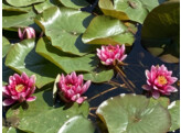 Nymphaea  Attraction 