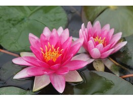 Nymphaea  Charles de Meurvil