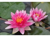 Nymphaea  Charles de Meurvil