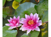Nymphaea  Masaniello 
