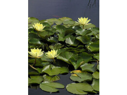 Nymphaea  Marl. Chromatella 