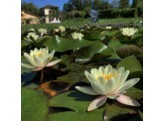 Nymphaea  Moorei 
