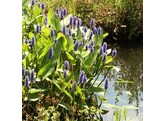 Pontederia cordata