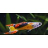 Poecilia endleri Male Jet L