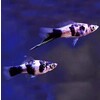 Xiphophorus helleri Marble Black L