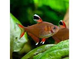 HYPHESSOBRYCON BENTOSI ROSACEUS 2 5 - 3