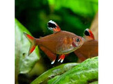 HYPHESSOBRYCON BENTOSI ROSACEUS 2 5 - 3