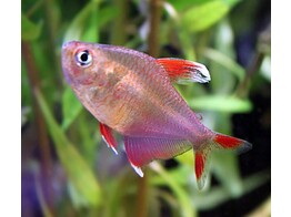 HYPHESSOBRYCON BENTOSI ROSACEUS WHITE-FIN 2
