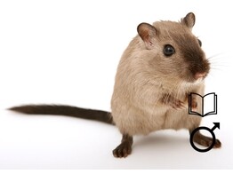 Gerbil man   certificaat
