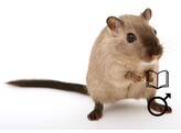 Gerbil man   certificaat
