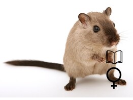 Gerbil vrouw   certificaat