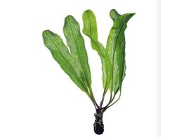 Aponogeton henkelianus