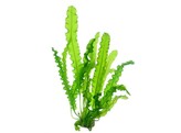 Aponogeton longiplumulosus