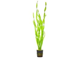 Vallisneria asiatica B 