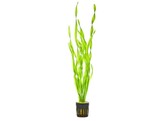 Vallisneria asiatica B 