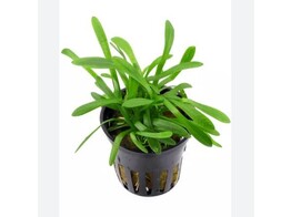 Sagittaria subulata