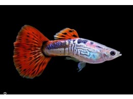 Poecilia reticulata Guppy Female Cobra Red L