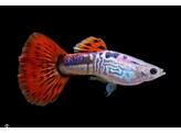 Poecilia reticulata Guppy Female Cobra Red L