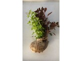 Schelp met planten