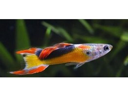 Poecilia endleri Male Jet L