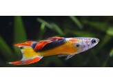 Poecilia endleri Male Jet L