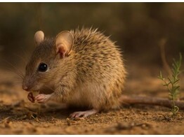 Acomys sp. - Stekelmuis - Souris epineuse - man/male