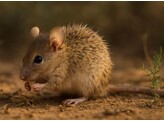 Acomys sp. - Stekelmuis - Souris epineuse - vrouw/femelle