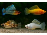 Poecilia sphenops Molly Mix AA-Grade L