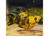 Poecilia sphenops Molly Ballon Leopard Orange L