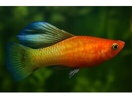 Xiphophorus variatus Sunrise Hifin L SHOW
