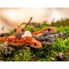 Pantherophis guttatus Cornsnake mixed morphs Nakweek / Eleva