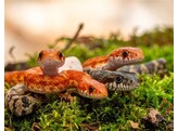 Pantherophis guttatus Cornsnake mixed morphs Nakweek / Eleva