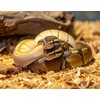 Python regius Ballpython Mixed morphs  Nakweek / Elevage S