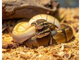 Python regius Ballpython Mixed morphs  Nakweek / Elevage S