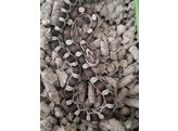 Pantherophis guttatus Cornsnake mixed morphs Nakweek / Eleva