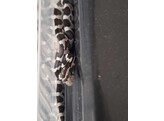 Pantherophis guttatus Cornsnake mixed morphs Nakweek / Eleva