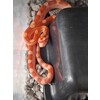Pantherophis guttatus Cornsnake mixed morphs Nakweek / Eleva