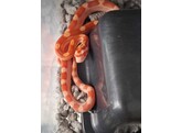 Pantherophis guttatus Cornsnake mixed morphs Nakweek / Eleva