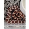 Pantherophis guttatus Cornsnake mixed morphs Nakweek / Eleva