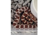 Pantherophis guttatus Cornsnake mixed morphs Nakweek / Eleva