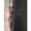 Pantherophis guttatus Cornsnake mixed morphs Nakweek / Eleva