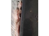 Pantherophis guttatus Cornsnake mixed morphs Nakweek / Eleva