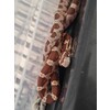 Pantherophis guttatus Cornsnake mixed morphs Nakweek / Eleva
