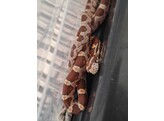 Pantherophis guttatus Cornsnake mixed morphs Nakweek / Eleva