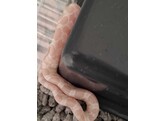 Pantherophis guttatus Cornsnake mixed morphs Nakweek / Eleva