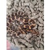 Pantherophis guttatus Cornsnake mixed morphs Nakweek / Eleva