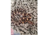 Pantherophis guttatus Cornsnake mixed morphs Nakweek / Eleva