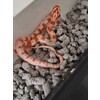 Pantherophis guttatus Cornsnake mixed morphs Nakweek / Eleva