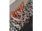 Pantherophis guttatus Cornsnake mixed morphs Nakweek / Eleva